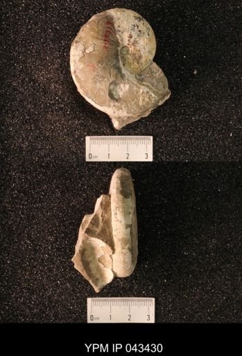 Hoploscaphites nicolletii