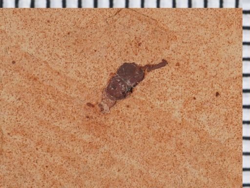 Coleoptera?
