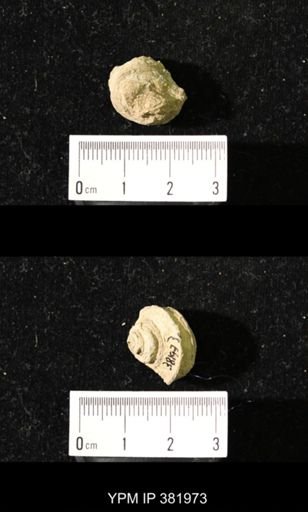 Worthenia tabulata