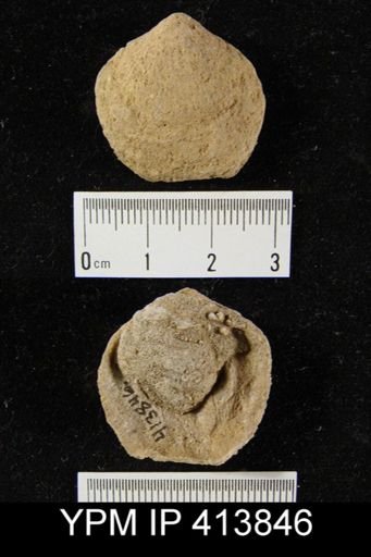 Atrypa sp.
