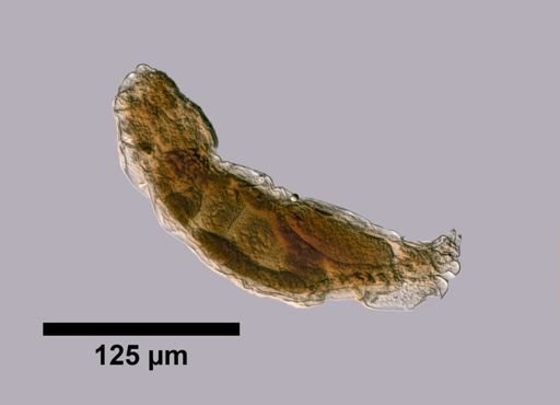 Lindia gracilis