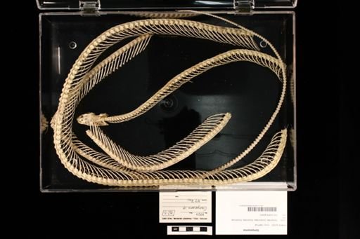 Gonyosoma