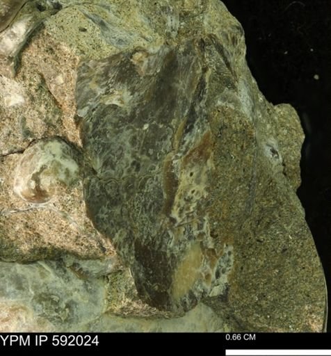 undet. Bivalvia
