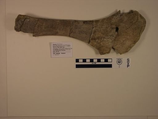 Lambeosaurinae?