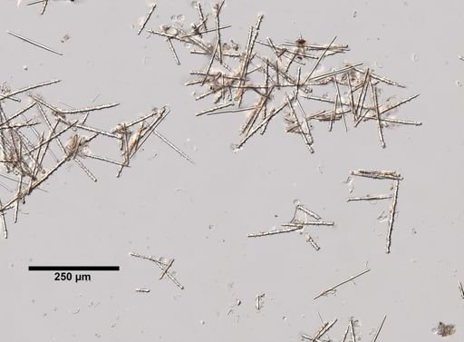 Myxilla incrustans
