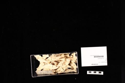 Actinopterygii
