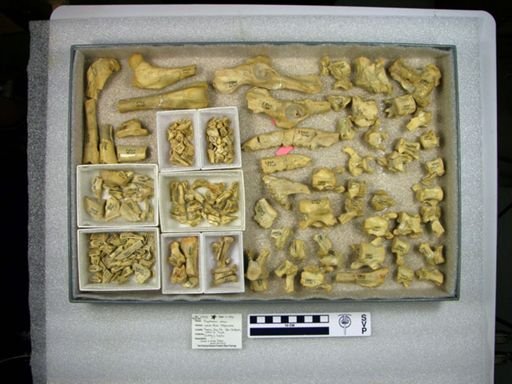 Daphoenus vetus