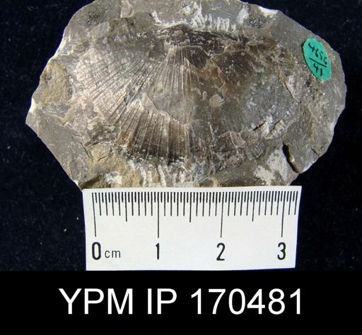 Aporthophyla aurora