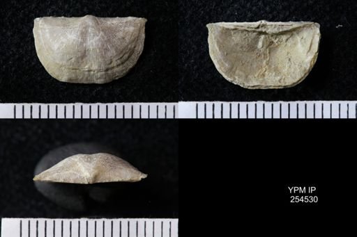 Chonetes sp.