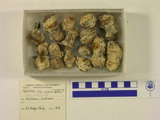 undet. Stratodontidae