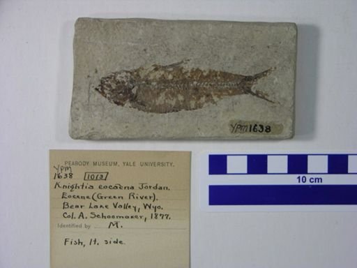 Knightia eocaena