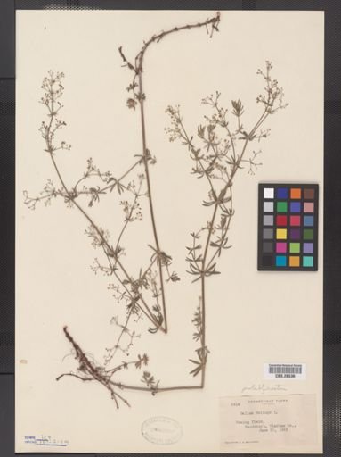 Galium erectum