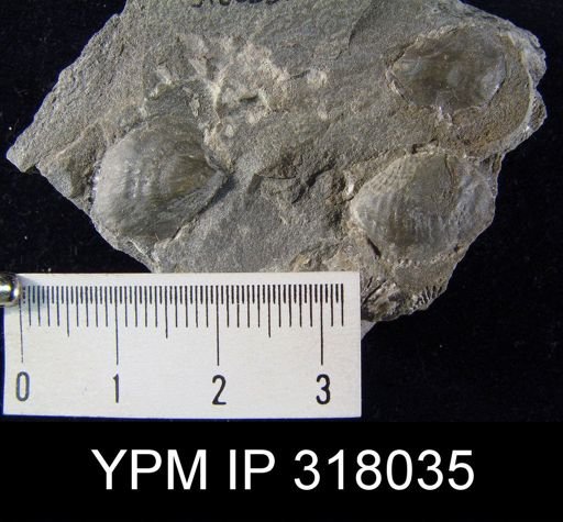Pseudoatrypa devoniana
