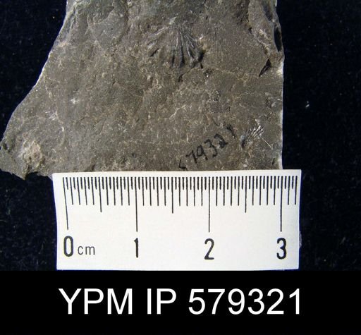Trematospira gibbosa