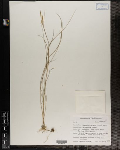 Plantae
