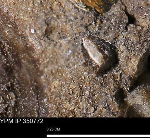 undet. Mollusca