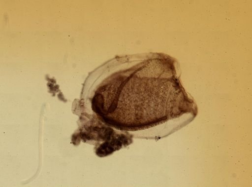 Ecteinascidia turbinata