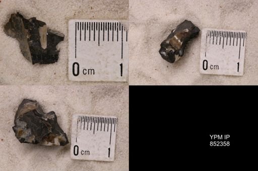 Baculites sp.