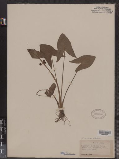 Sagittaria cuneata