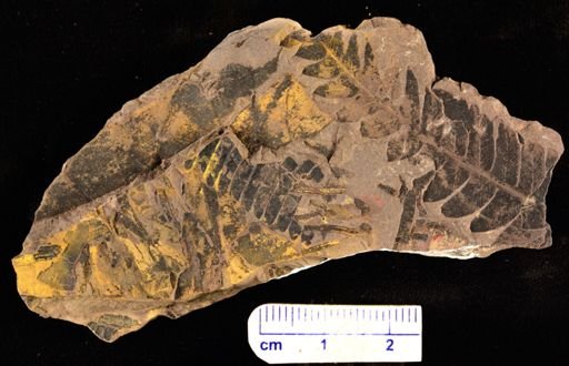 Cladophlebis sp.