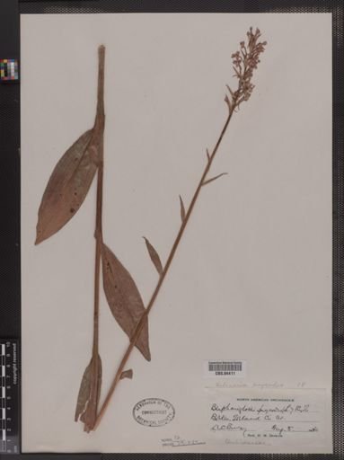 Blephariglottis psycodes