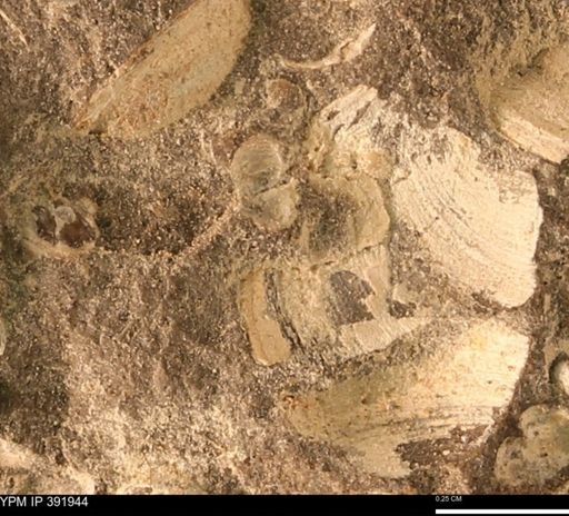 Protocardia sp.