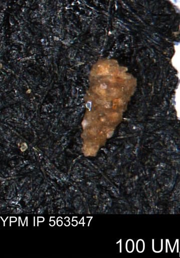 Verneuilinoides hectori
