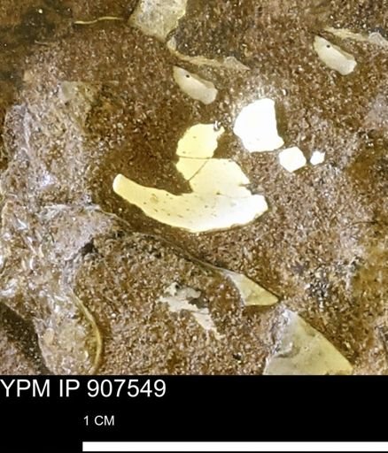 undet. Mollusca