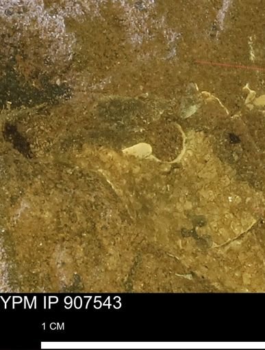 Sphenodiscus sp.