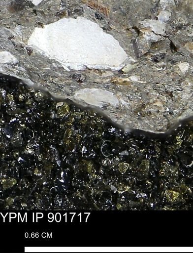 undet. Mollusca