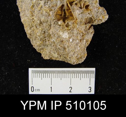 Cyrtina?
