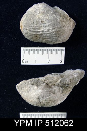 Pustula?
