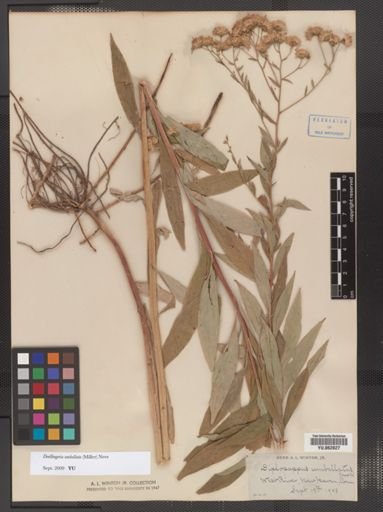 Doellingeria umbellata