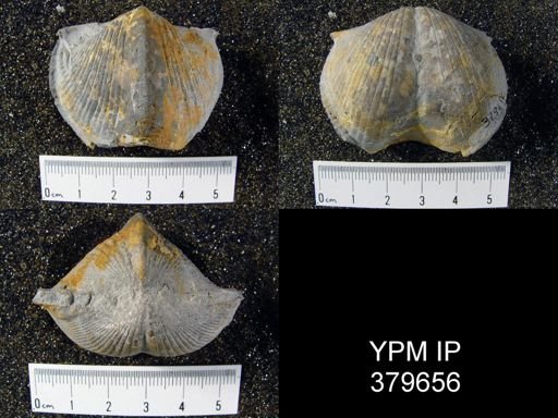 Paraspirifer sp.