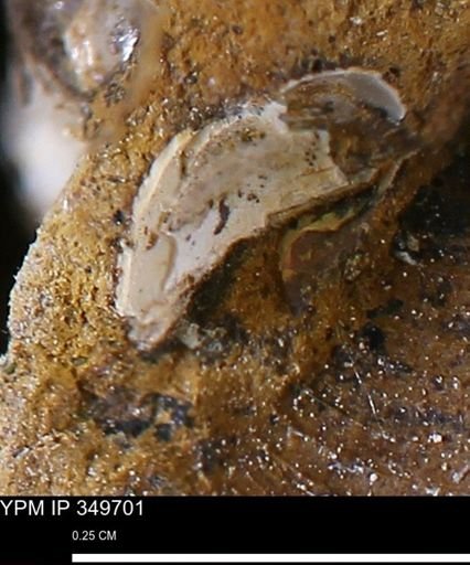 undet. Mollusca