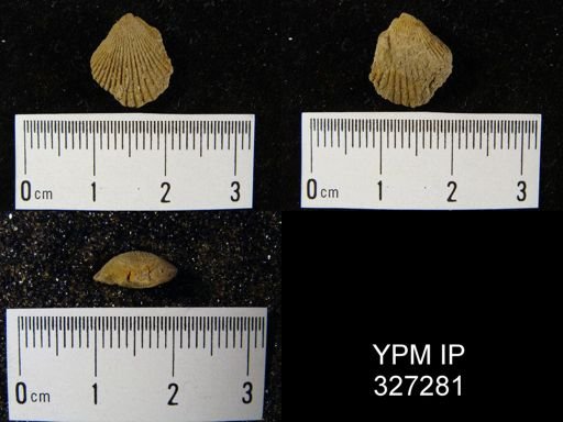 Rhynchospirina sp.