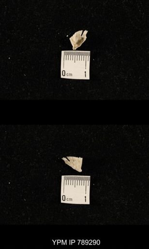 undet. Brachiopoda