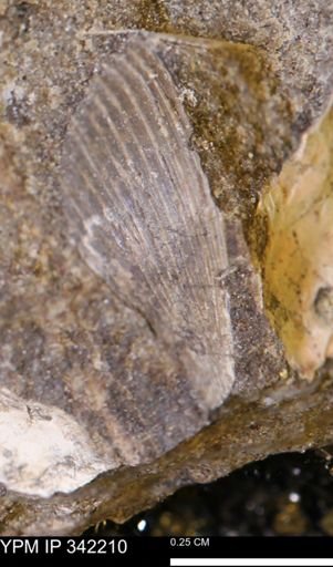 undet. Mollusca