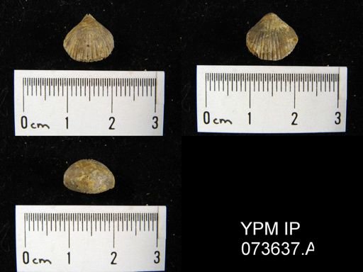 Camarotoechia perryvillensis
