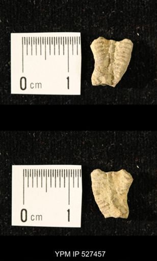 Iocrinus subcrassus