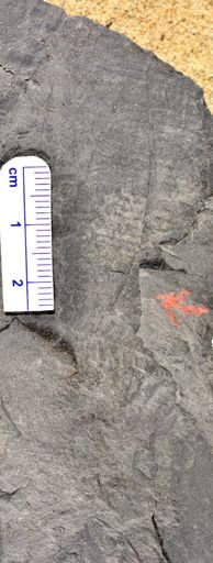 Pecopteris sp.