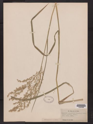 Glyceria canadensis