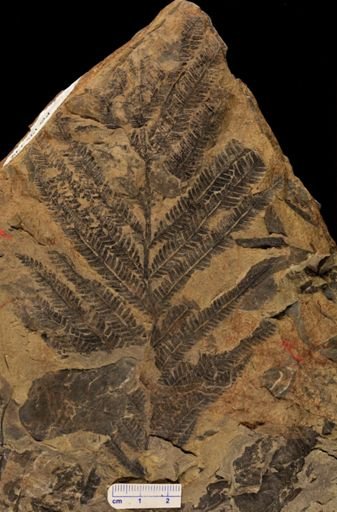 Calcaropteris boeselii