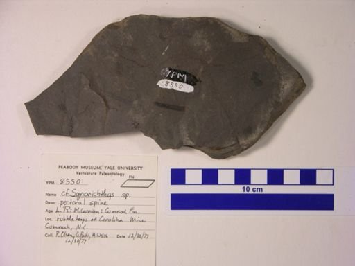 cf. Synorichthys