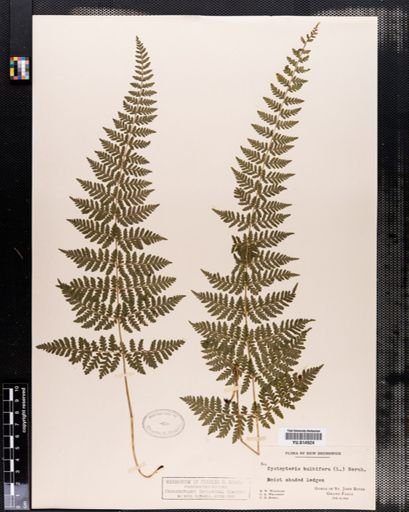 Cystopteris bulbifera