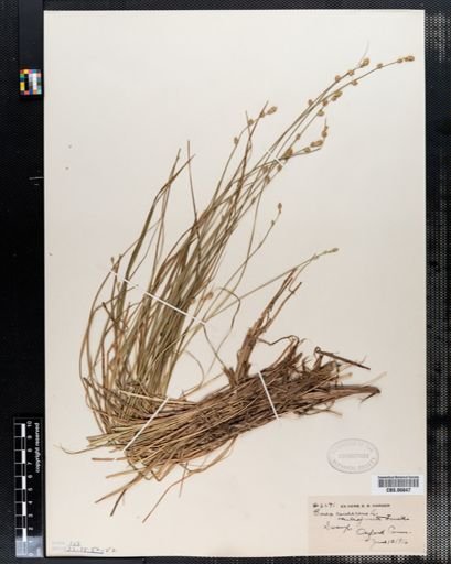 Carex canescens