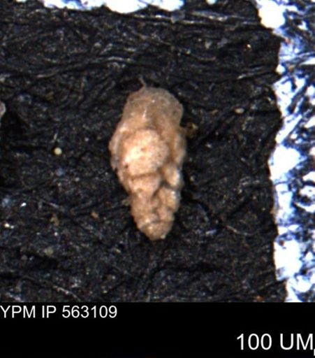 Verneuilina canadensis