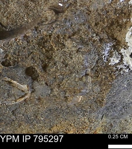 undet. Mollusca