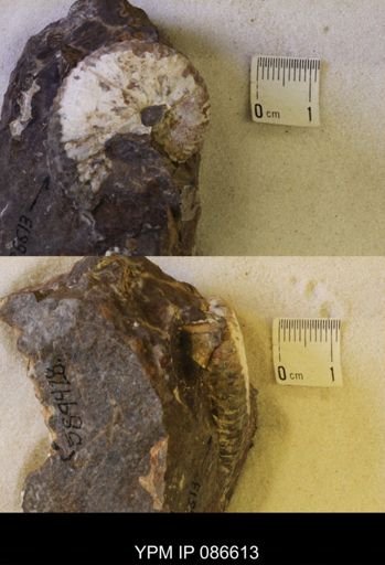 undet. Scaphitidae