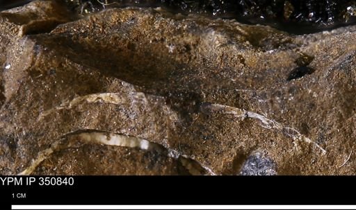 undet. Mollusca